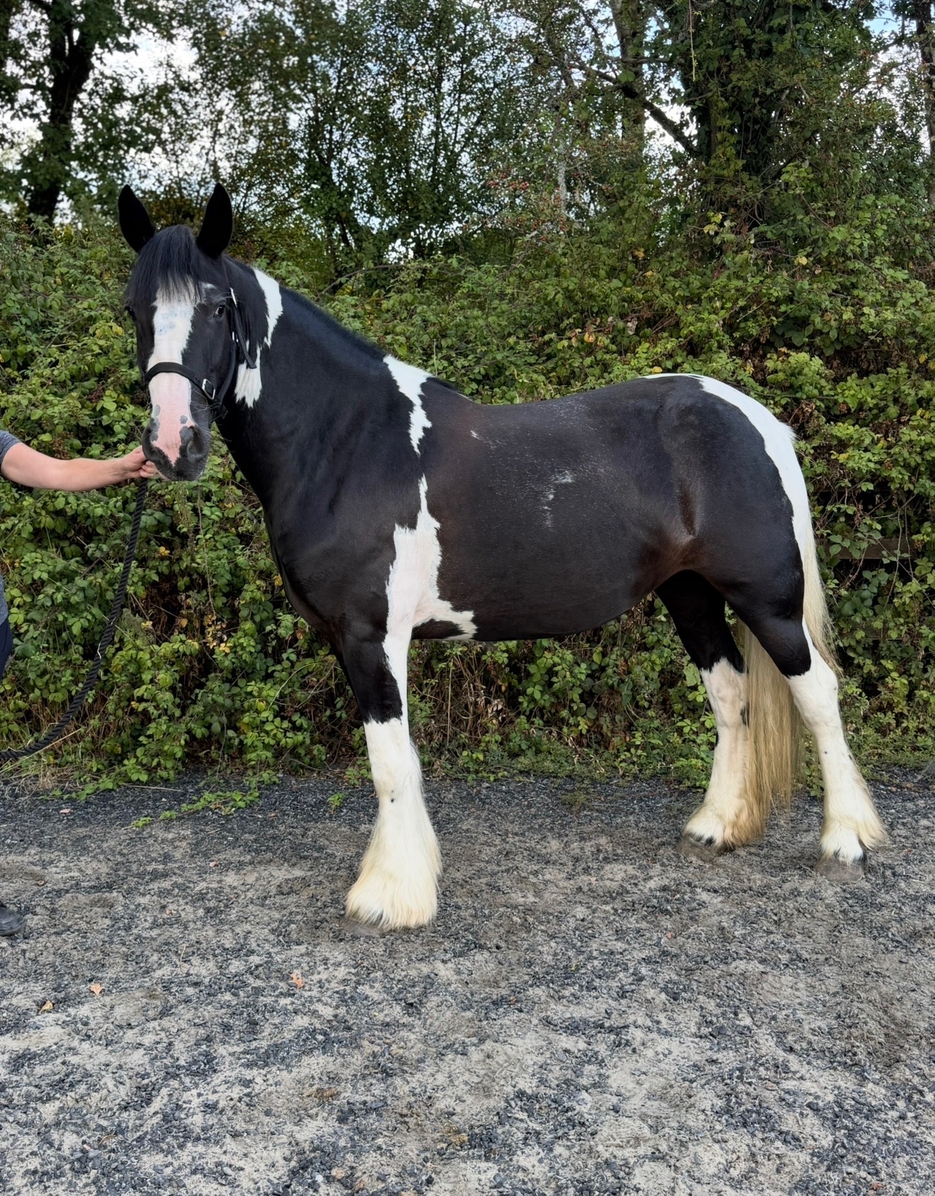 Coloured Horses  - "Nova" Piebald Mare Coloured
