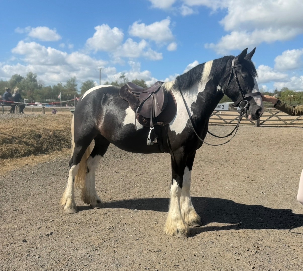 "Nova" Piebald Mare Coloured - Coloured Horses 
