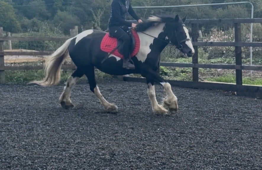 "Nova" Piebald Mare Coloured