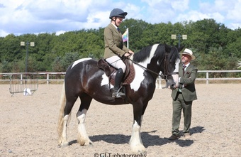 "Nova" Piebald Mare Coloured