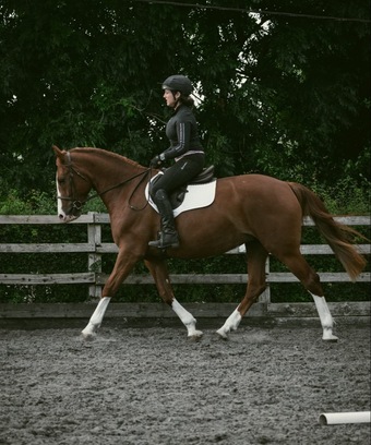 "Ruby" Chestnut Mare All Rounder
