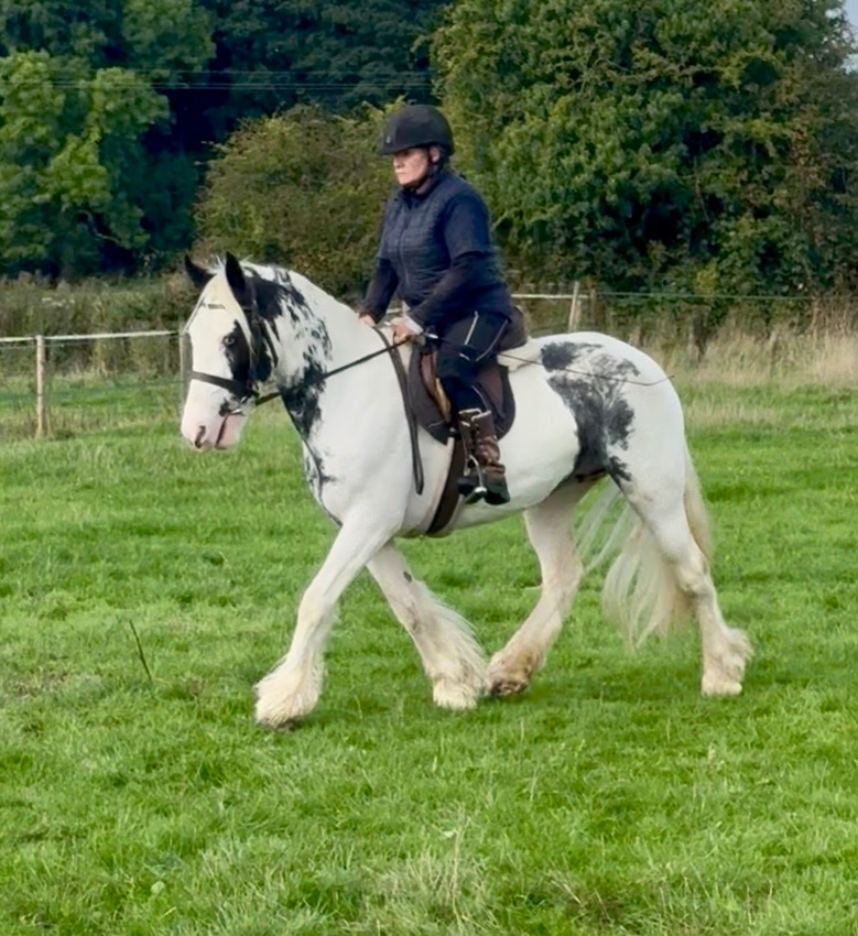 "Maisey" Blue & White Mare All Rounder - All Rounders in 