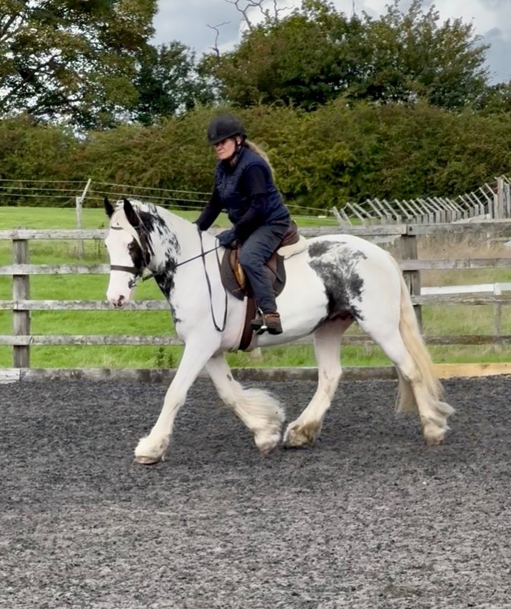 "Maisey" Blue & White Mare All Rounder - All Rounders