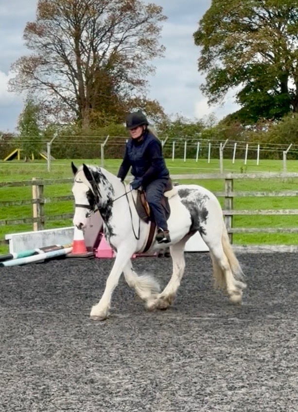 "Maisey" Blue & White Mare All Rounder 