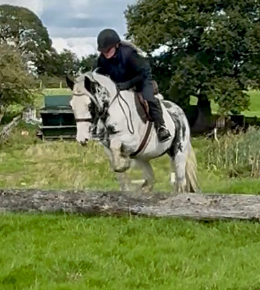 All Rounders - "Maisey" Blue & White Mare All Rounder in 
