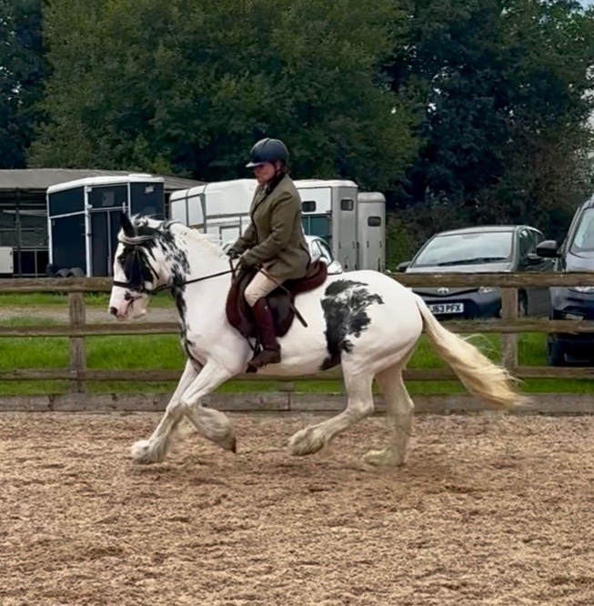 All Rounders  - "Maisey" Blue & White Mare All Rounder