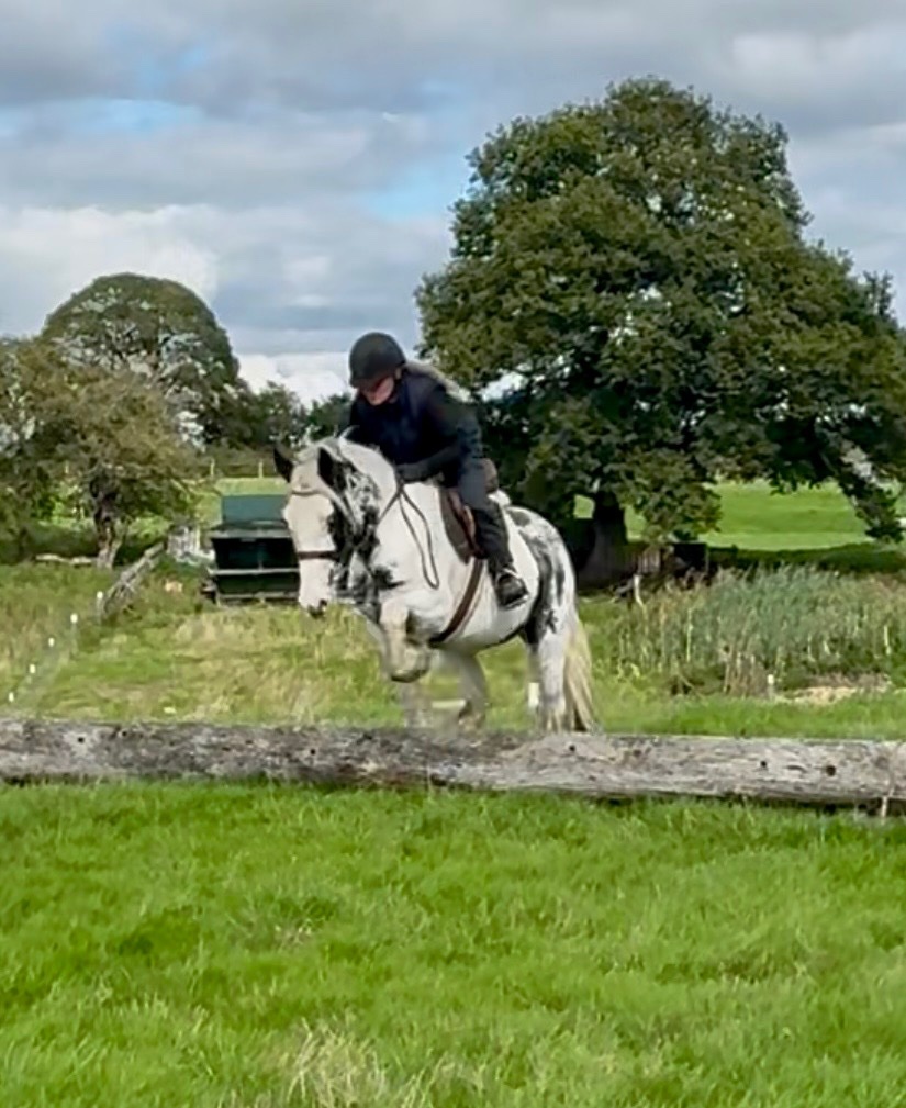 "Maisey" Blue & White Mare All Rounder - 