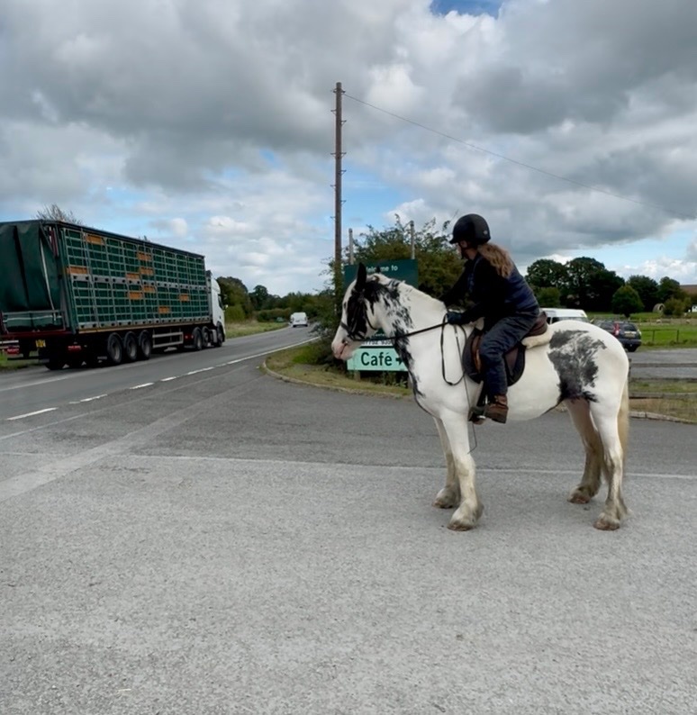"Maisey" Blue & White Mare All Rounder - All Rounders