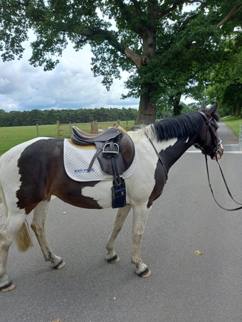 "mabel" Skewbald Mare All Rounder