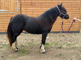 "Olive" Brown Filly Youngstock / Foal