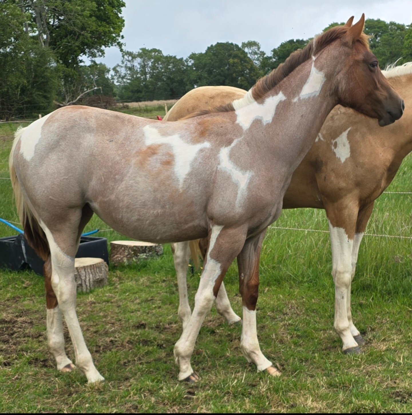 "Bracken" Chestnut Roan Filly Youngstock / Foal - Youngstock and Foals 