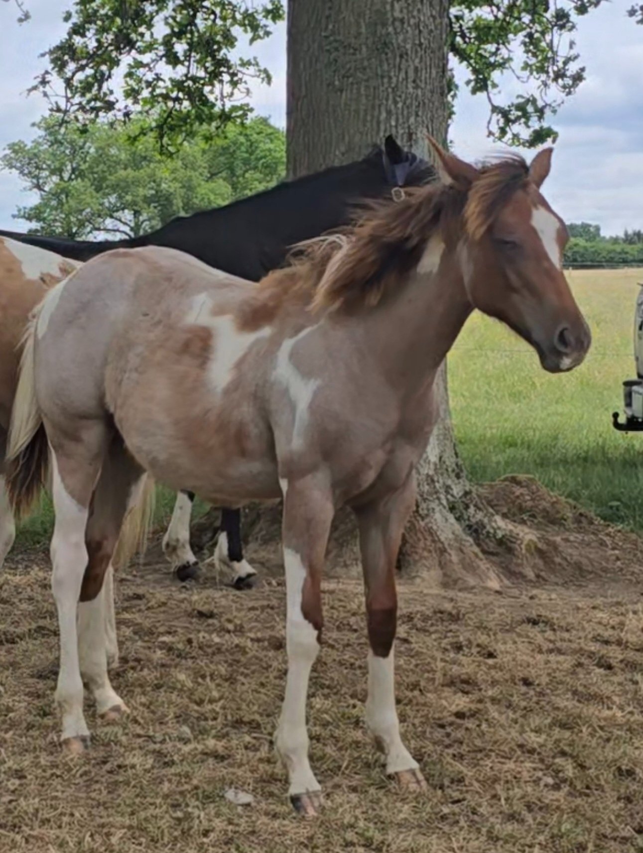 "Bracken" Chestnut Roan Filly Youngstock / Foal - 