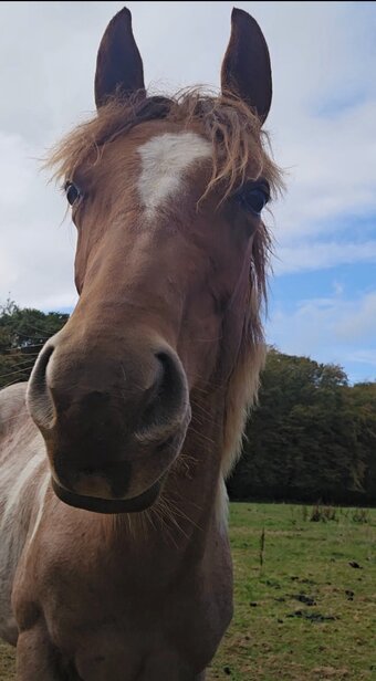 "Bracken" Chestnut Roan Filly Youngstock / Foal