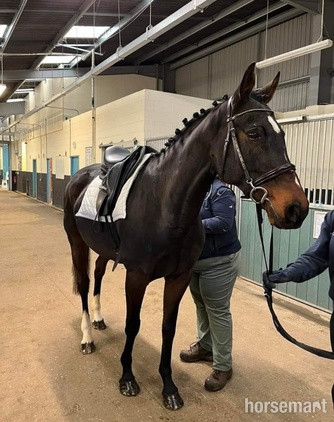 "" Bay Mare Ex Racehorse