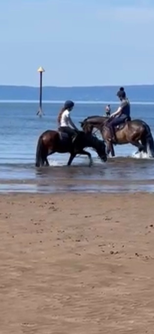 "Parcgors freddy" Bay Gelding Pony Club Pony