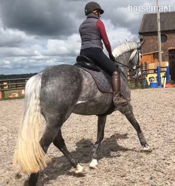 "Kardi" Dapple Grey Mare All Rounder - All Rounders in 