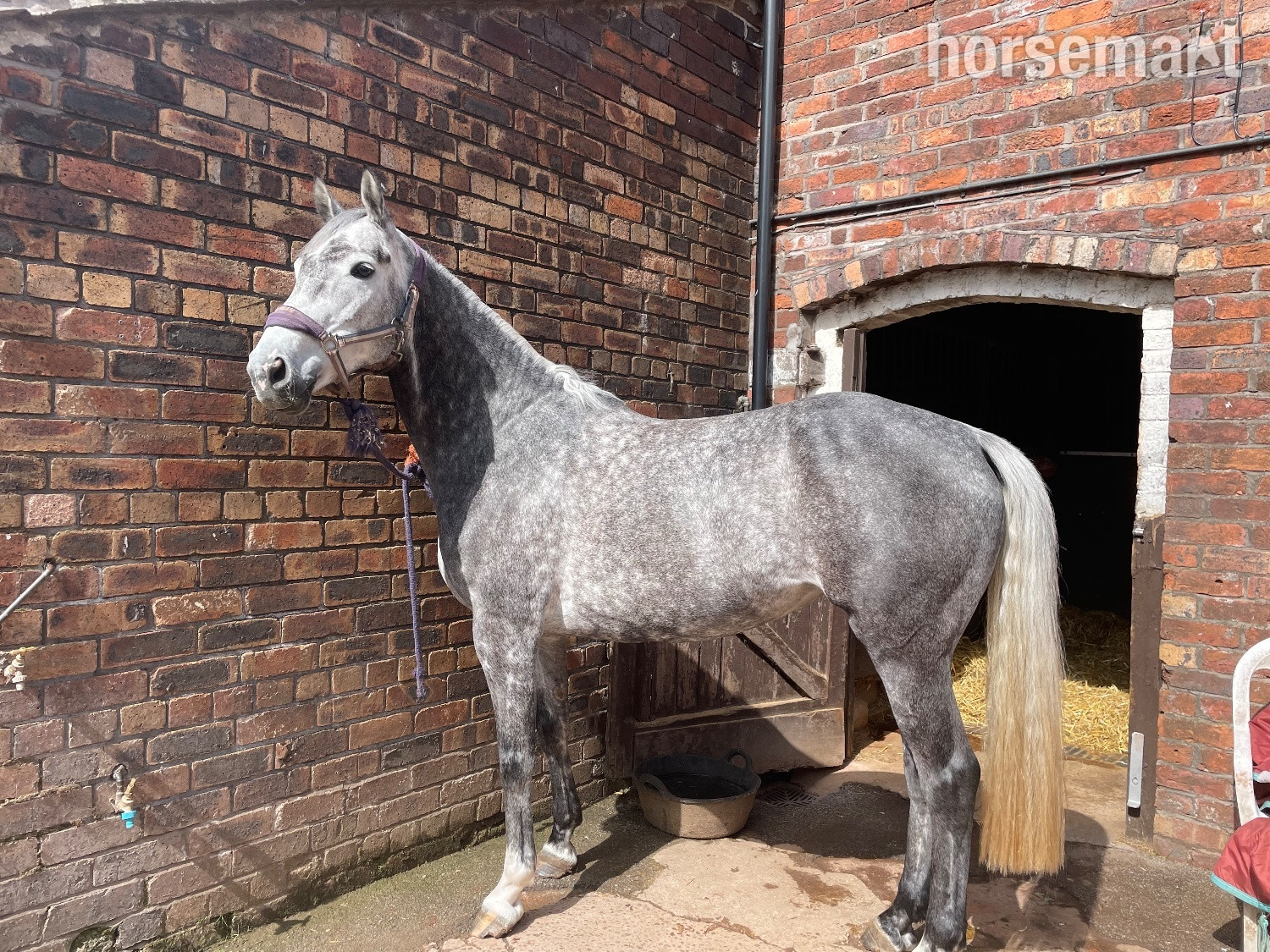 "Kardi" Dapple Grey Mare All Rounder 