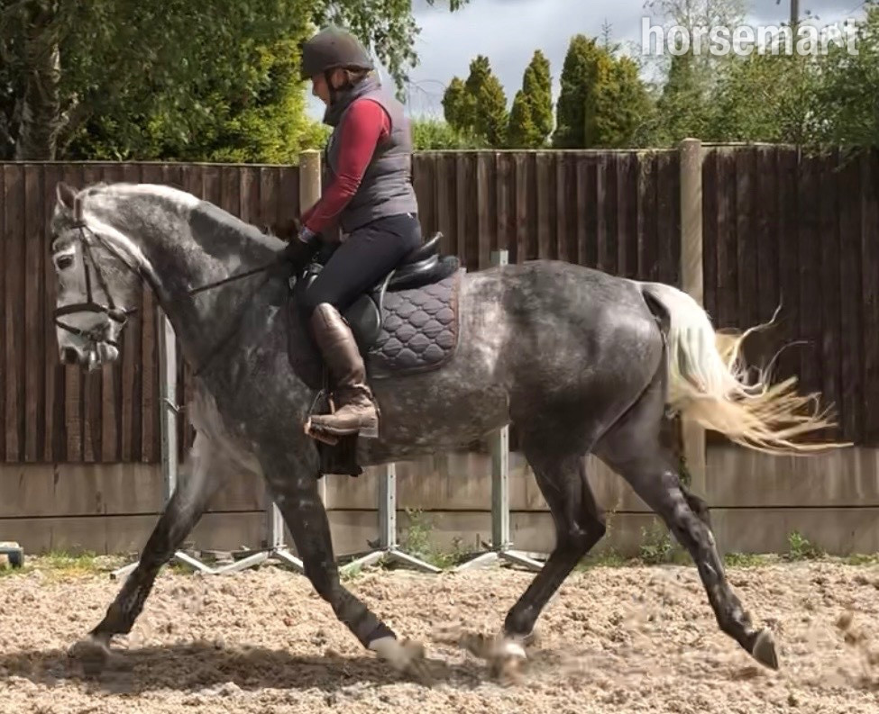 All Rounders - "Kardi" Dapple Grey Mare All Rounder in 