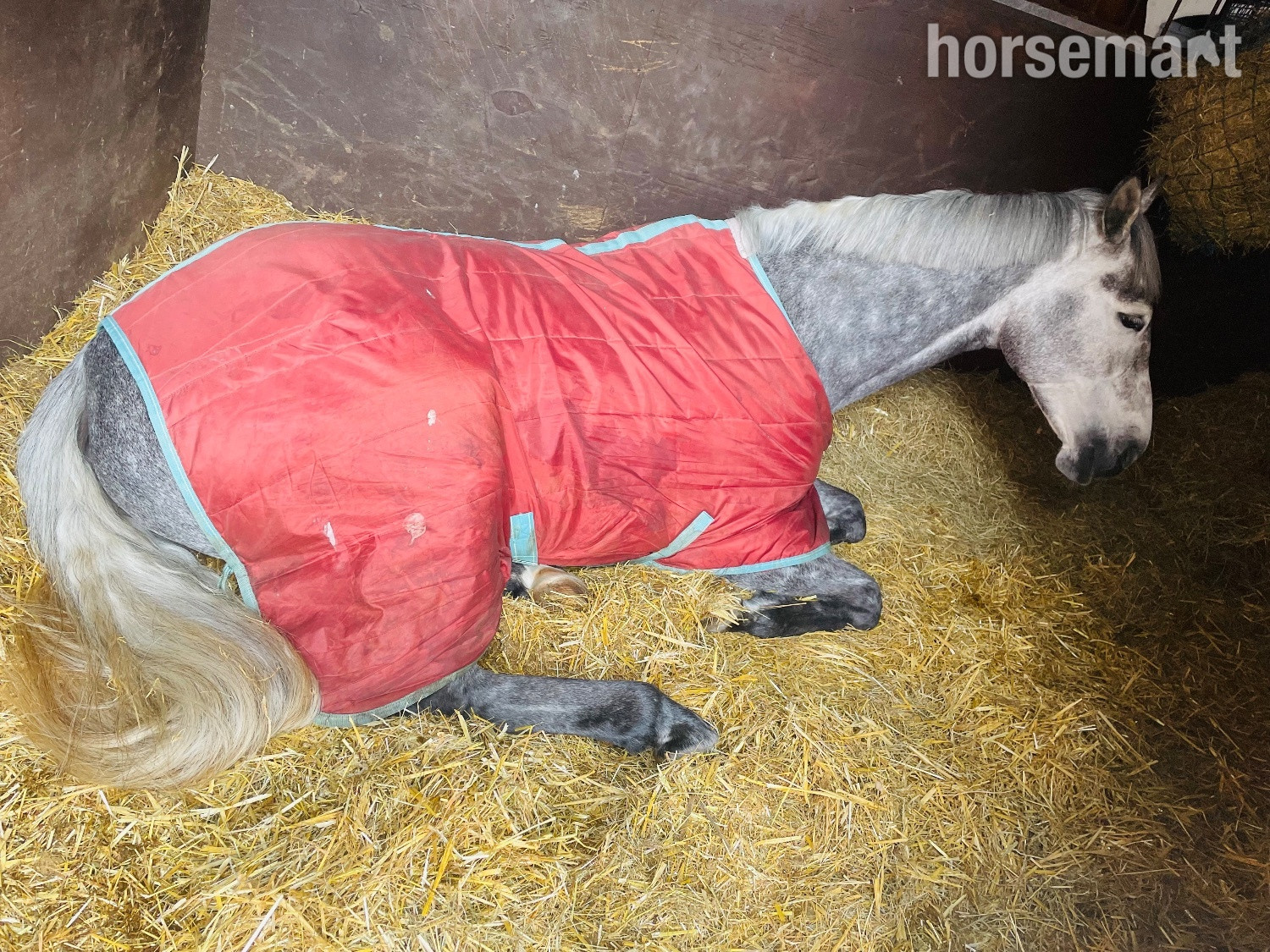 All Rounders - "Kardi" Dapple Grey Mare All Rounder
