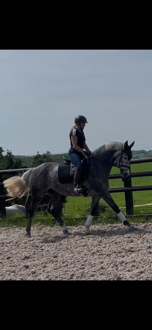 "Kardi" Dapple Grey Mare All Rounder