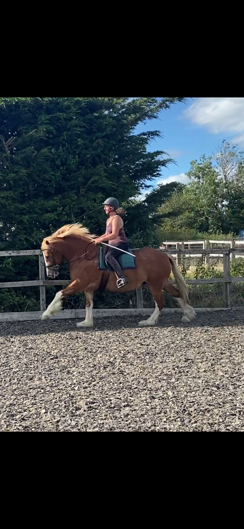 Mountain & Moorland Ponies  - "Ron " Chestnut Gelding Mountain & Moorland Pony