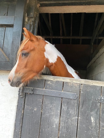 "Remi" Skewbald Filly All Rounder