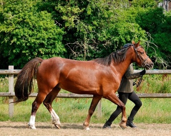"Calondraig Tumbling Brynn " Chestnut Gelding Youngstock / Foal