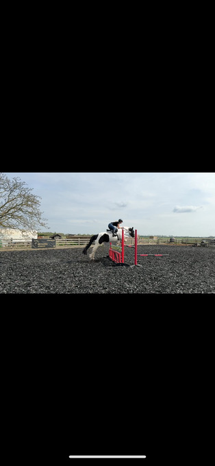 "Dezi " Coloured Gelding All Rounder