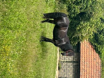 "Lulu" Black Mare Mountain & Moorland Pony