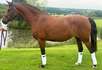"Michon Showgirl by LE Chiffre" Bay Mare Dressage Horse