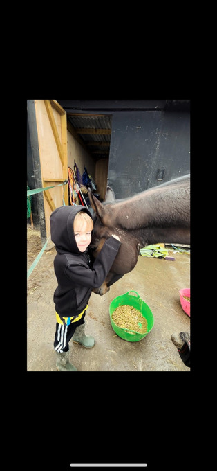"" Bay Gelding All Rounder