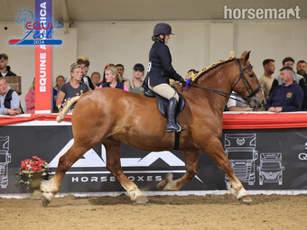 "Colony wren 2nd" Chestnut Gelding Cob/Heavy Horse
