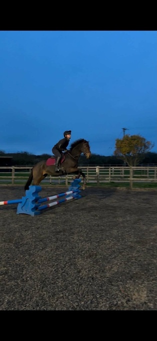 "Ava" Bay Mare All Rounder