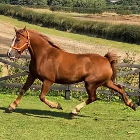 Chestnut Welsh Sec D Horses For Sale in the UK