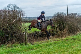 "Legend of Zanzibar" Bay Mare Pony Club Pony