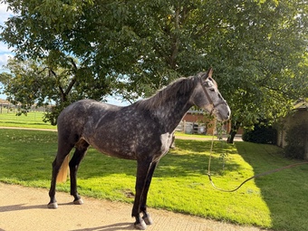 "Twilight Moon"  Mare Young Sport Horse