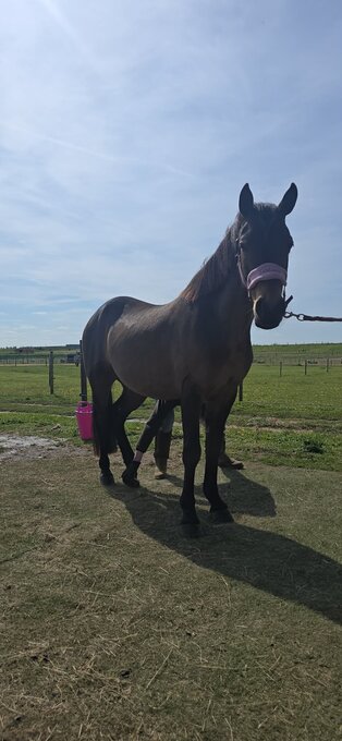 "Foldsfarm Dennis " Bay Gelding Project Horse