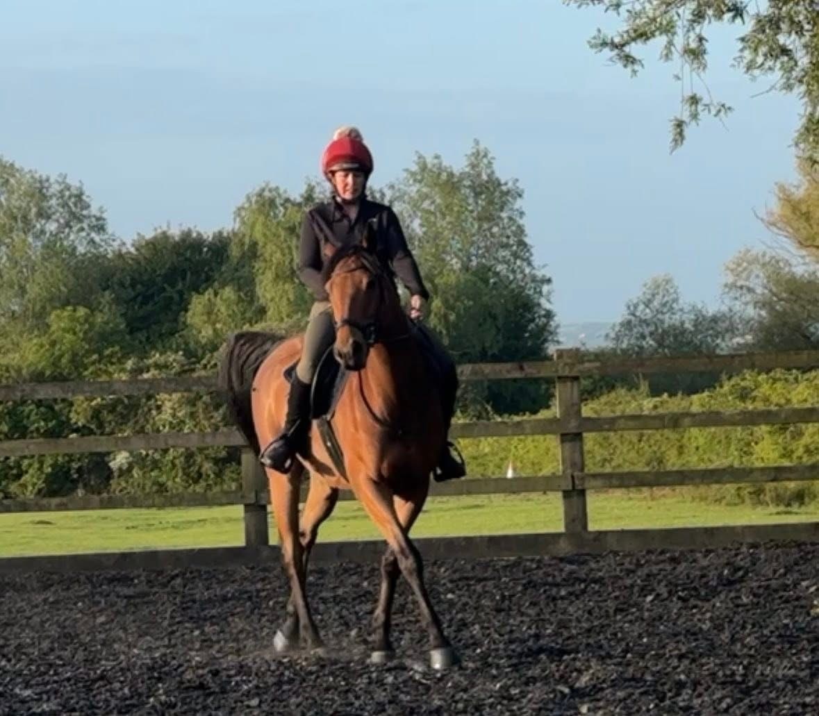 All Rounders  - "Magic " Bay Gelding All Rounder