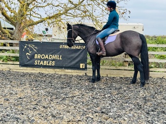 "Esme " Black Mare All Rounder