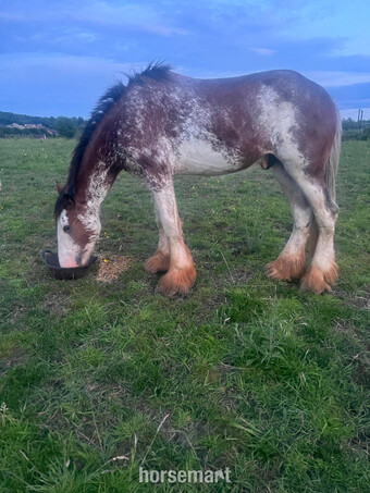 "Rosegift Spud" Bay Roan Colt Youngstock / Foal