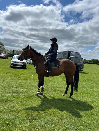 "Bailey " Bay Mare Family Horse