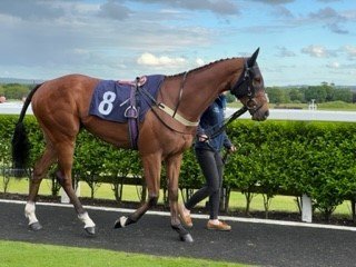 "Clear Angel" Bay Gelding Ex Racehorse