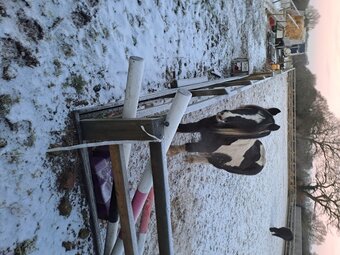 14.1 Piebald cob for a companion only