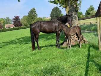 "" Black Mare Dressage Horse