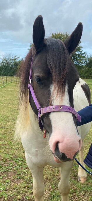 "Dolly Daydreams" Piebald Filly Youngstock / Foal
