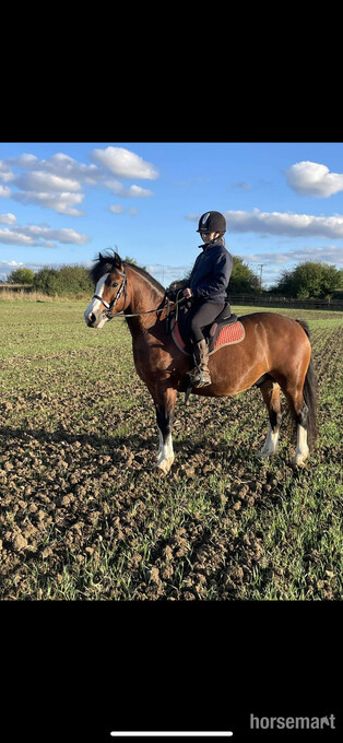 "Parc" Chestnut Gelding All Rounder