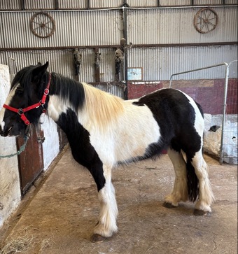 "Maggie" Piebald Mare Cob/Heavy Horse