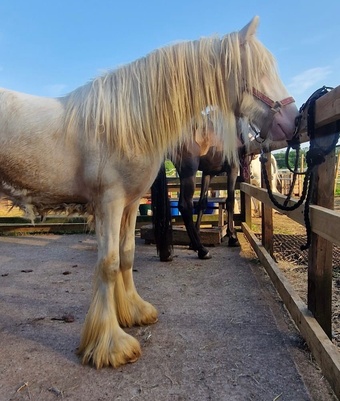"The candy man" Cremello Colt Youngstock / Foal