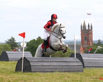 "Blue" Grey Gelding All Rounder