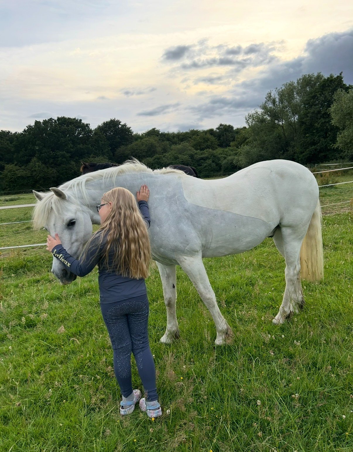 All Rounders  - "Blue" Grey Gelding All Rounder